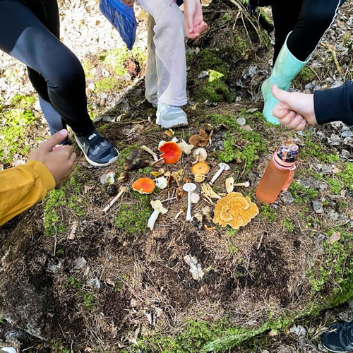 Flera barn studerar olika sorters svampar i skogen.