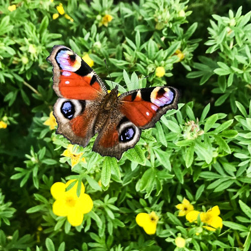 En fjäril av arten påfågelöga sitter bland gröna blad och gula blommor.